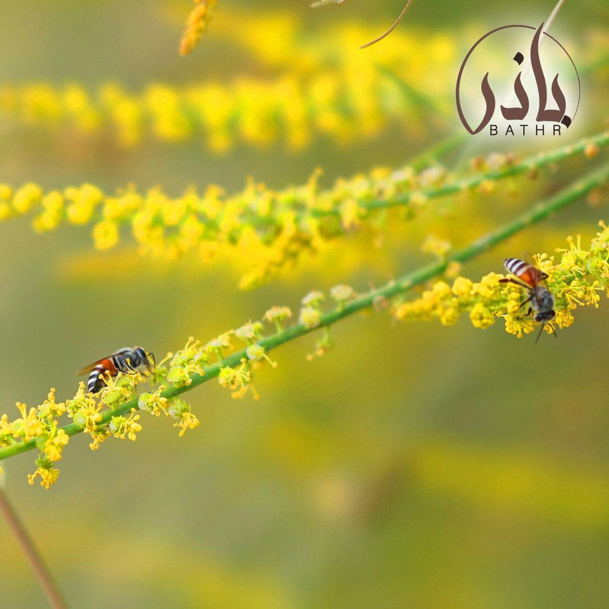 بذر القرضي - العلندرا