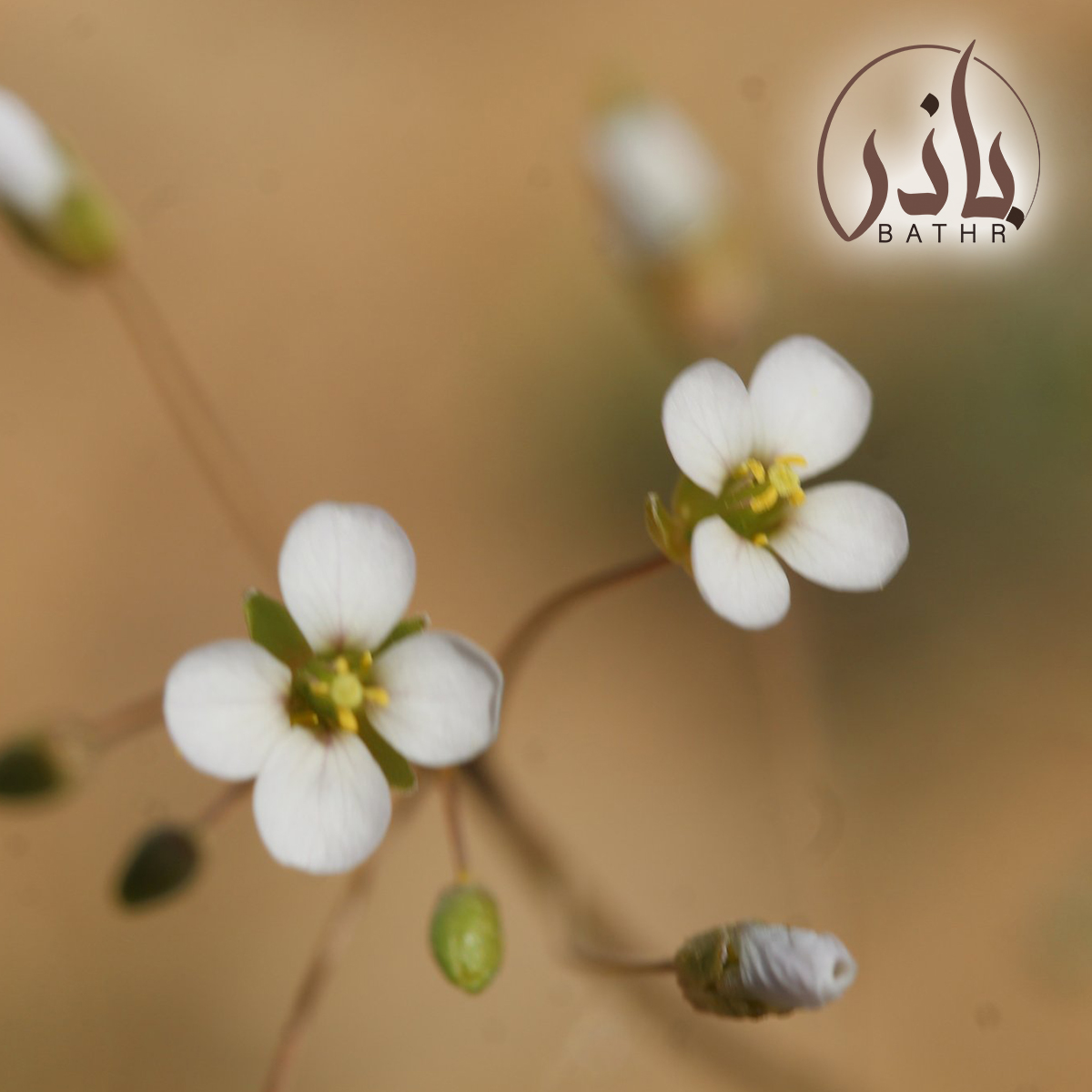 نبات القليقلان