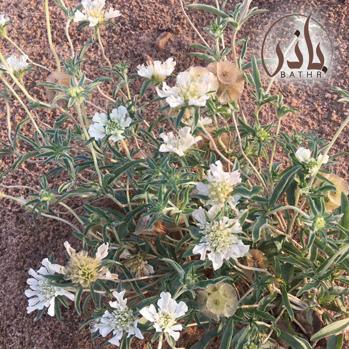 وصف نبات أم قلاص