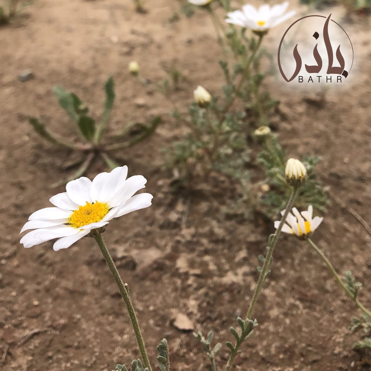 بذور الاقحوان البري