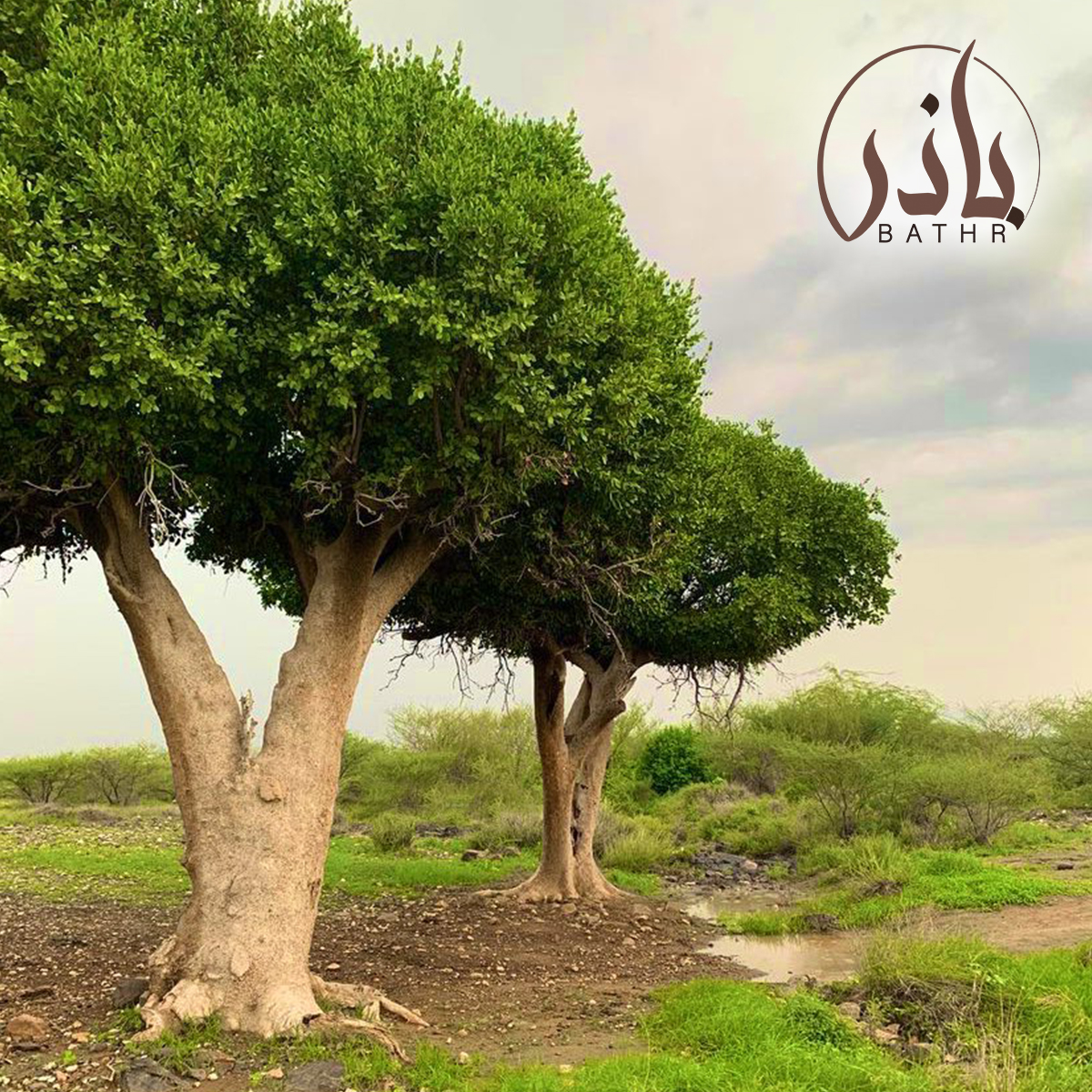بذور شجرة الضبر