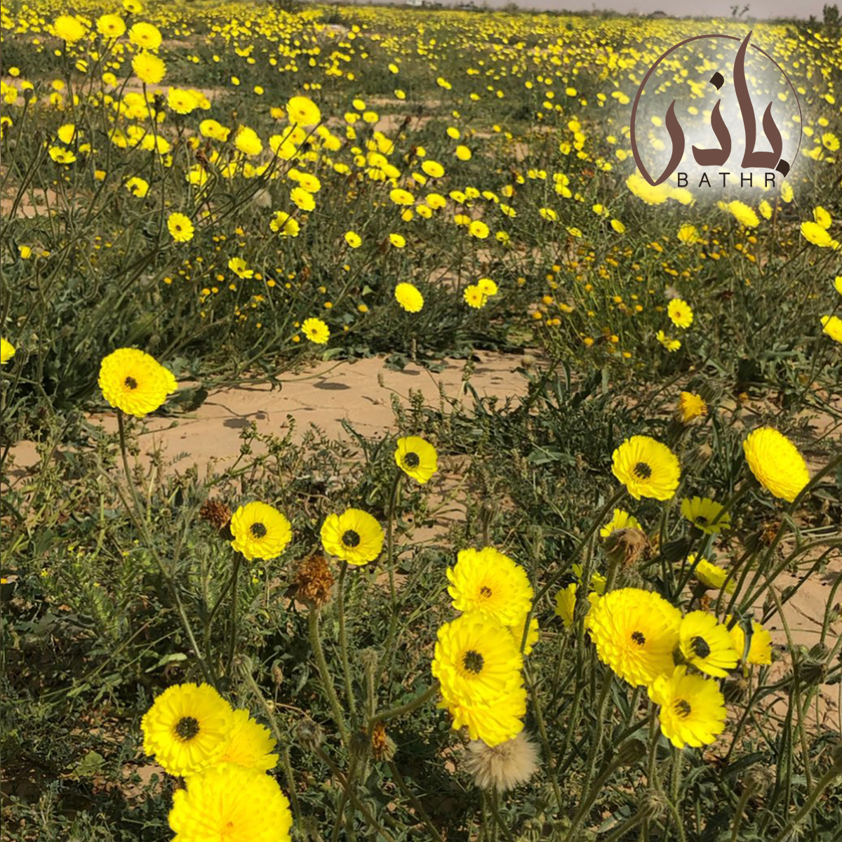 شكل زهرة الحوذان