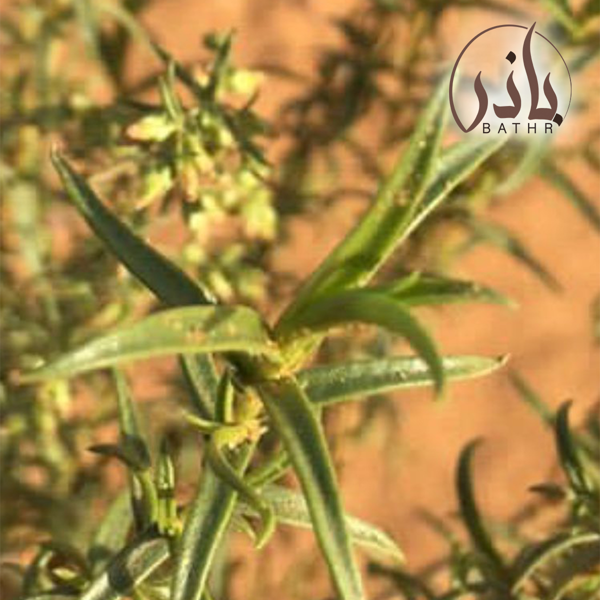 بذور العاذر