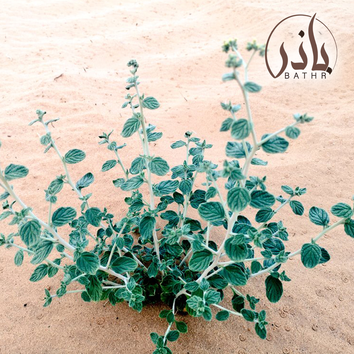 بذور نبات الكري