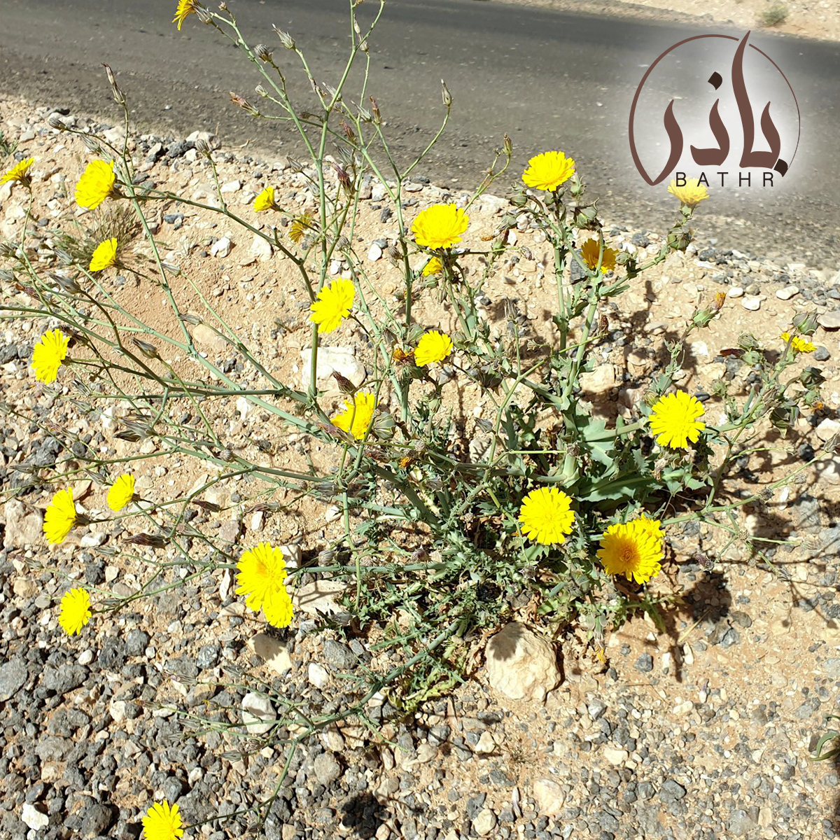 بذور نبات اليعضيد - العضيد