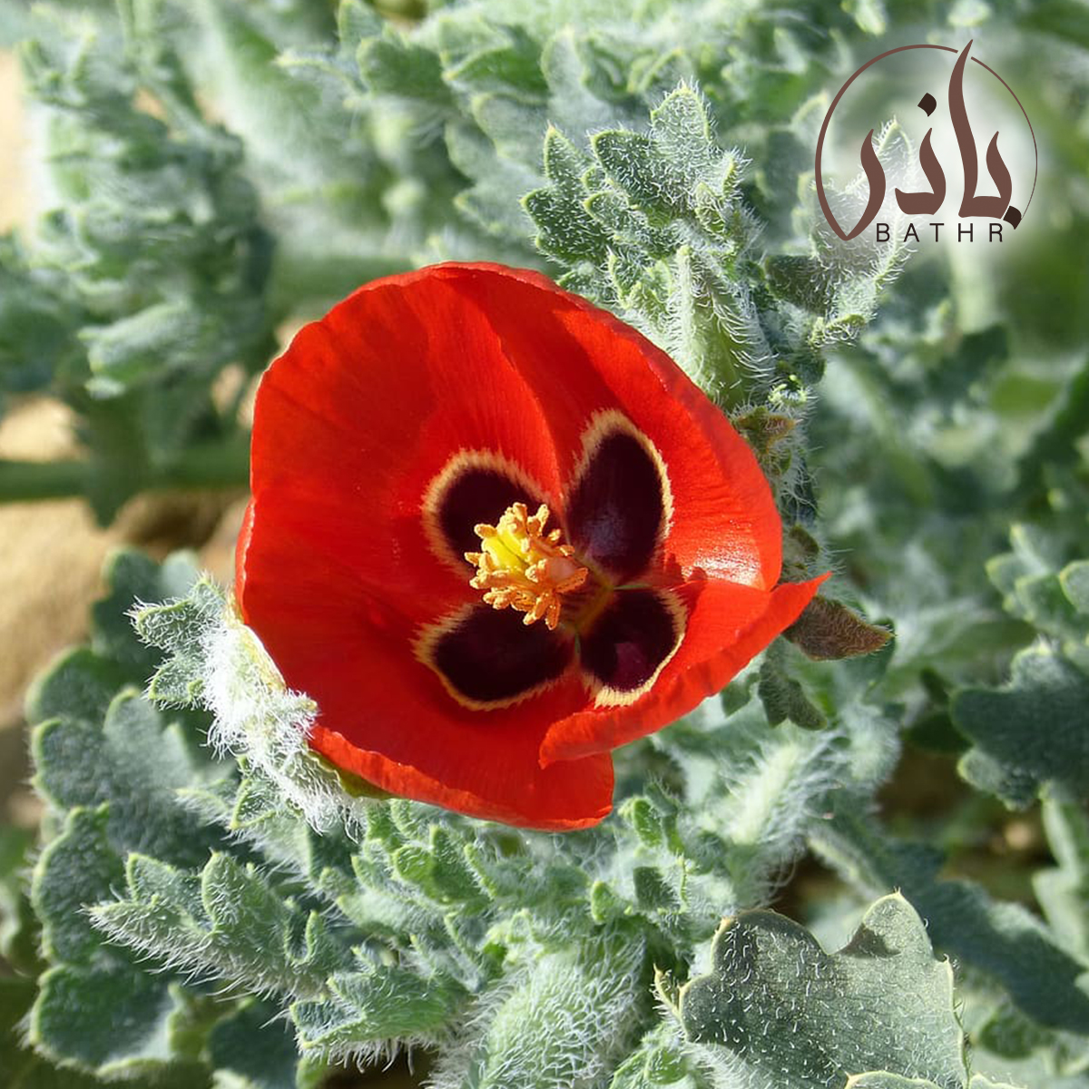 نبات الشقر, الجلجلان المر, Glaucium arabicum Fresen