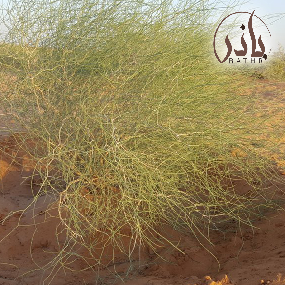 شجرة الأرطا