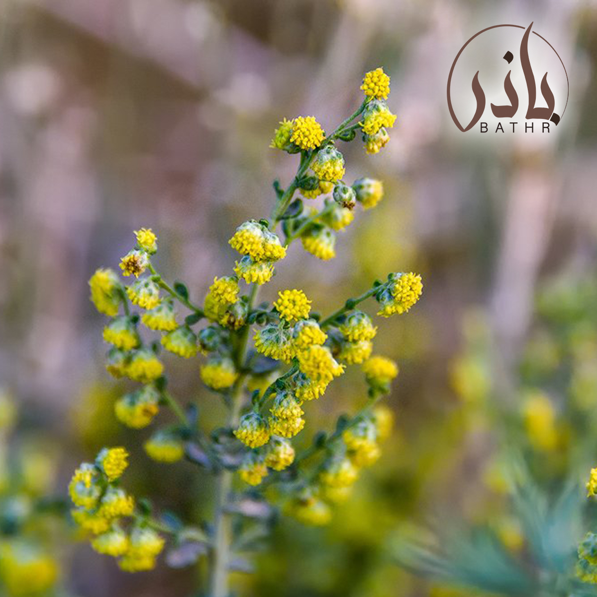 بذور البعيثران