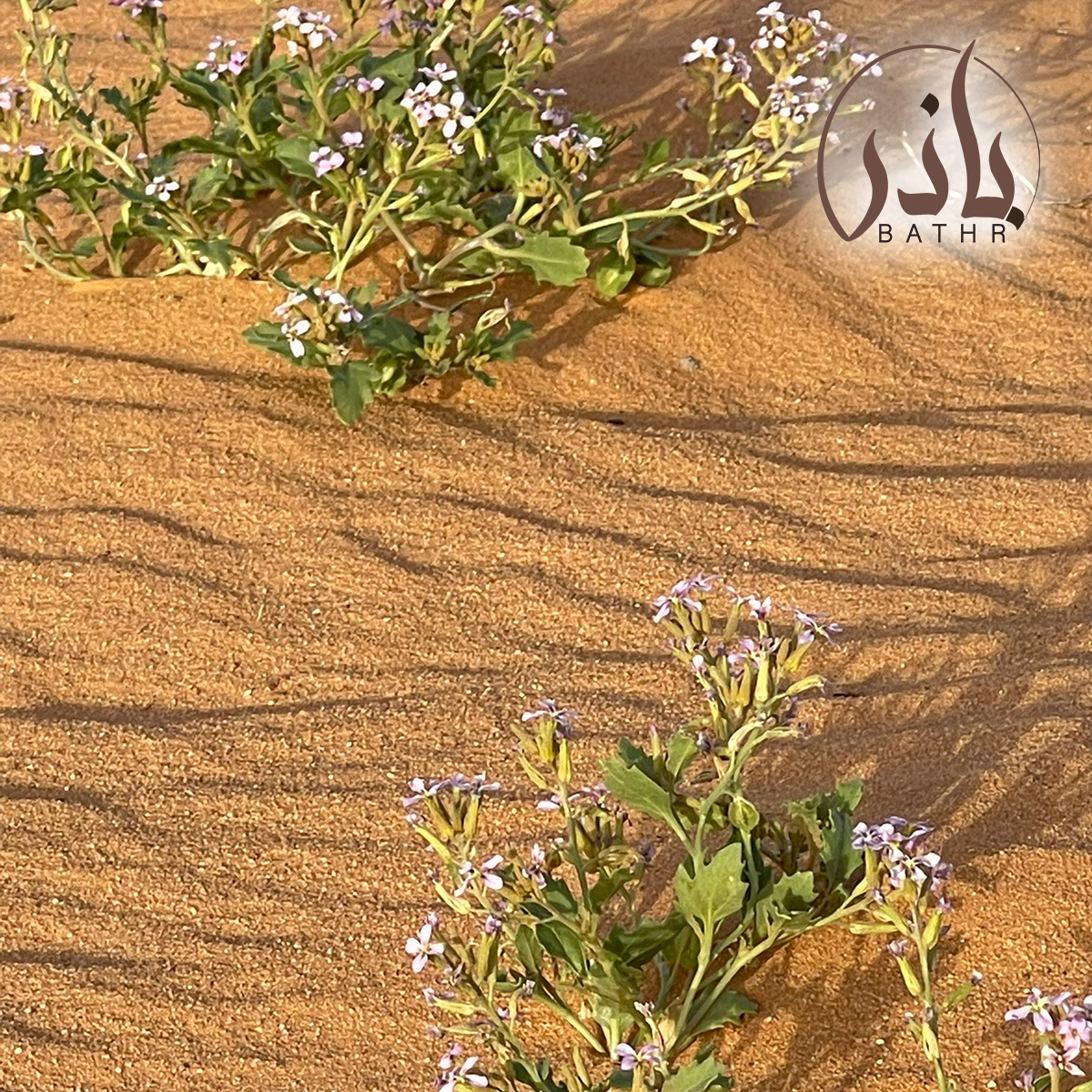 بذور عشبة الخزامي - اللافندر