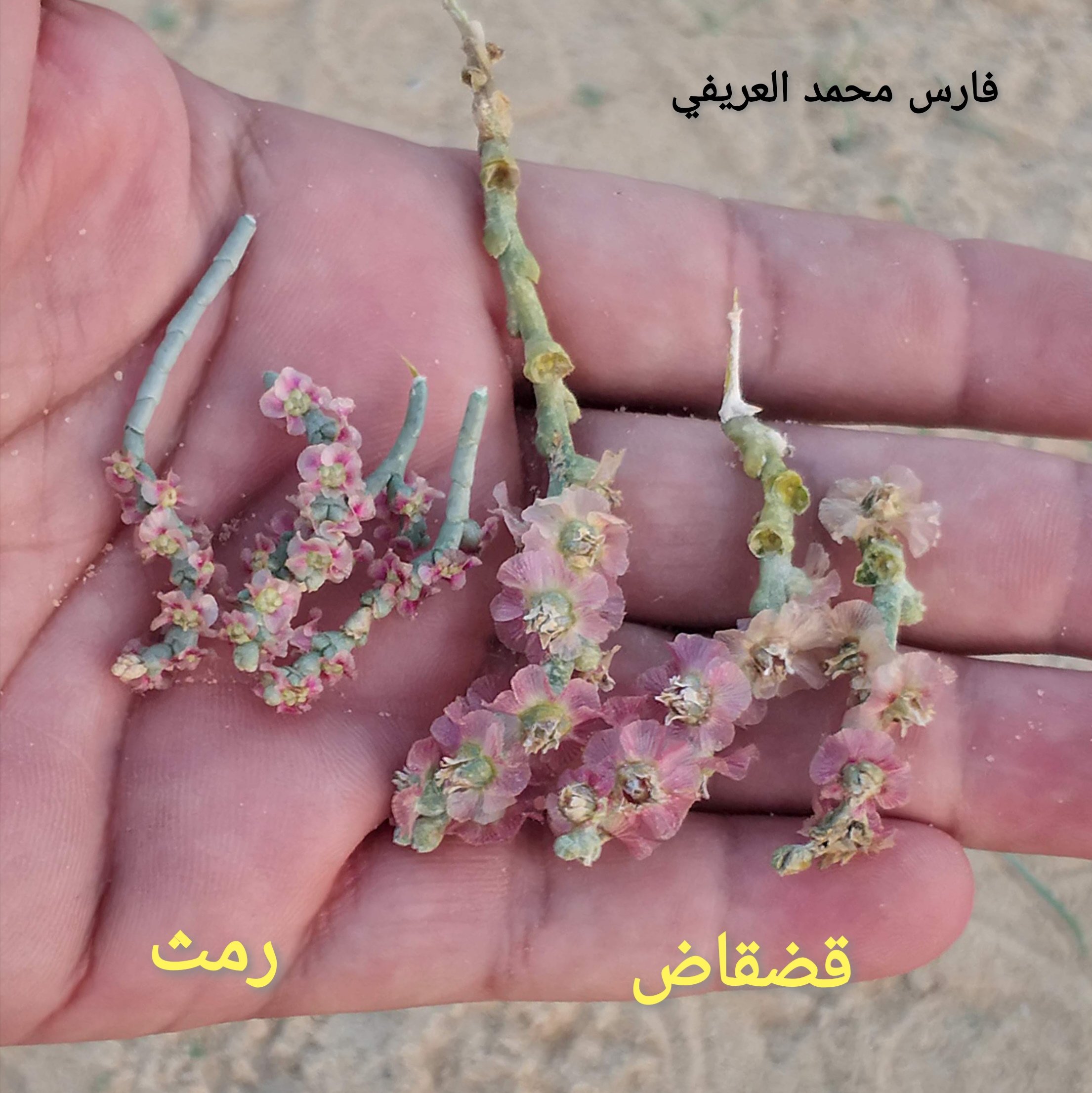 شكل نبات القضقاض