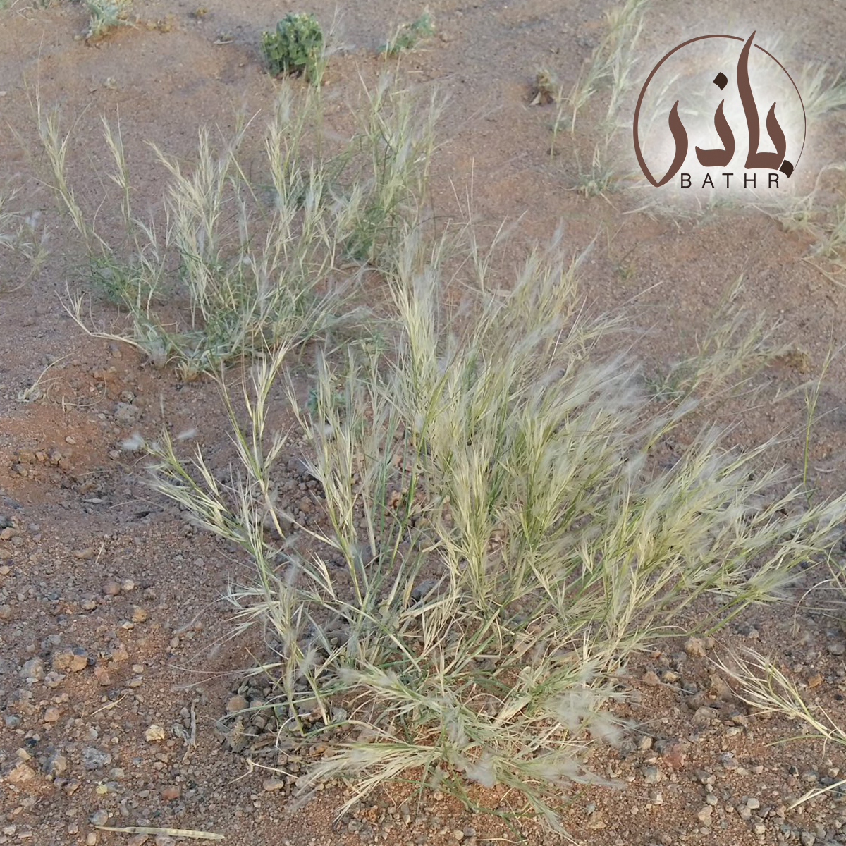 بذور عشبة النصي