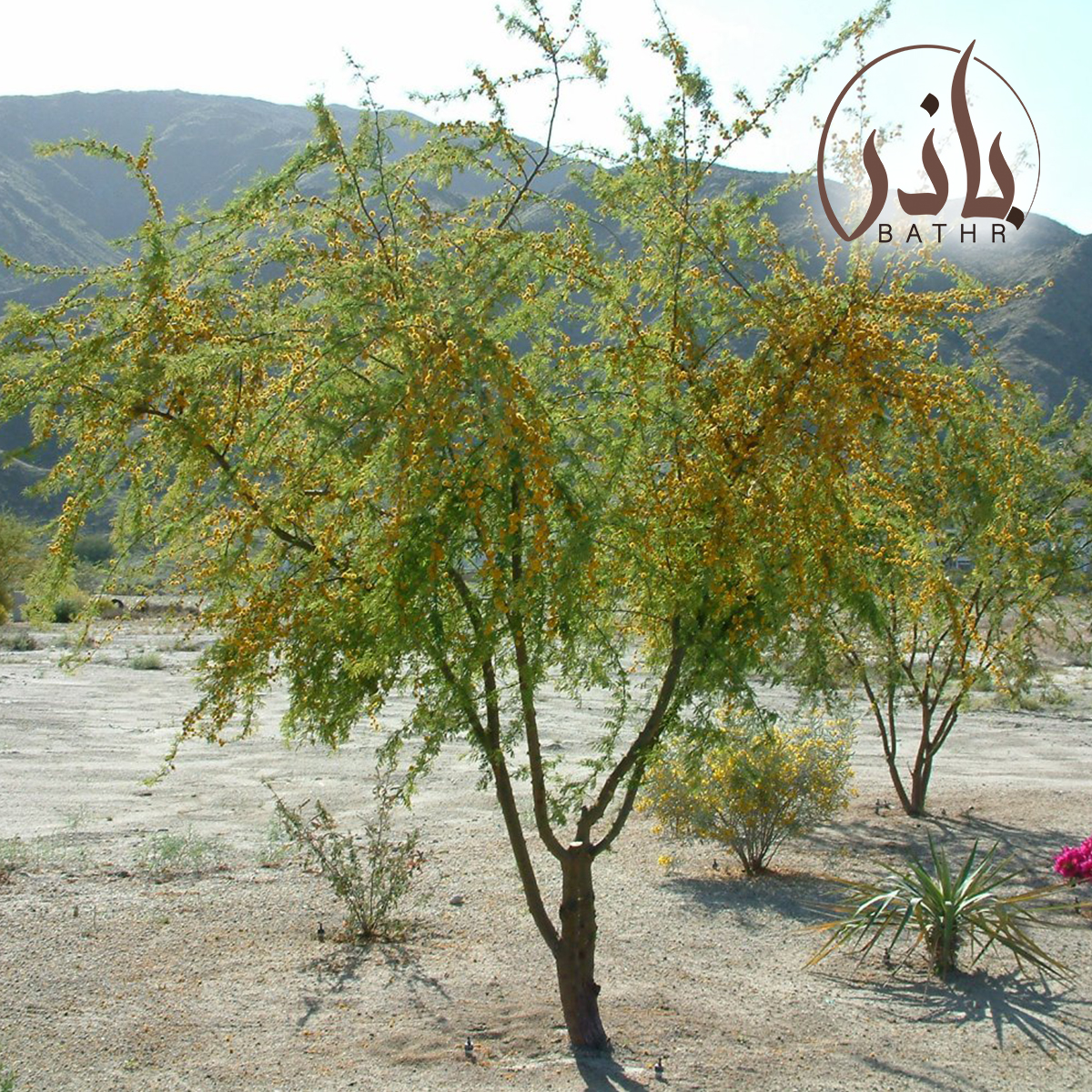 Acacia Farnesiana