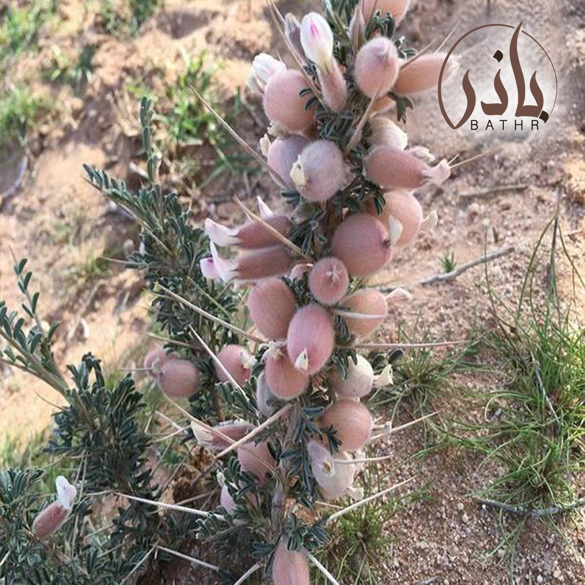 القتاد