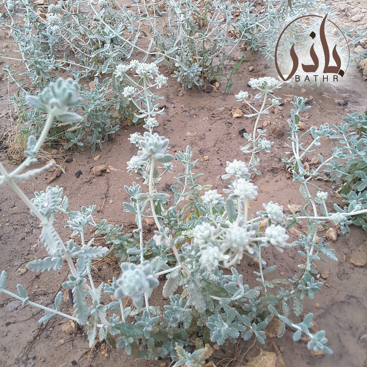 بذور الجعد