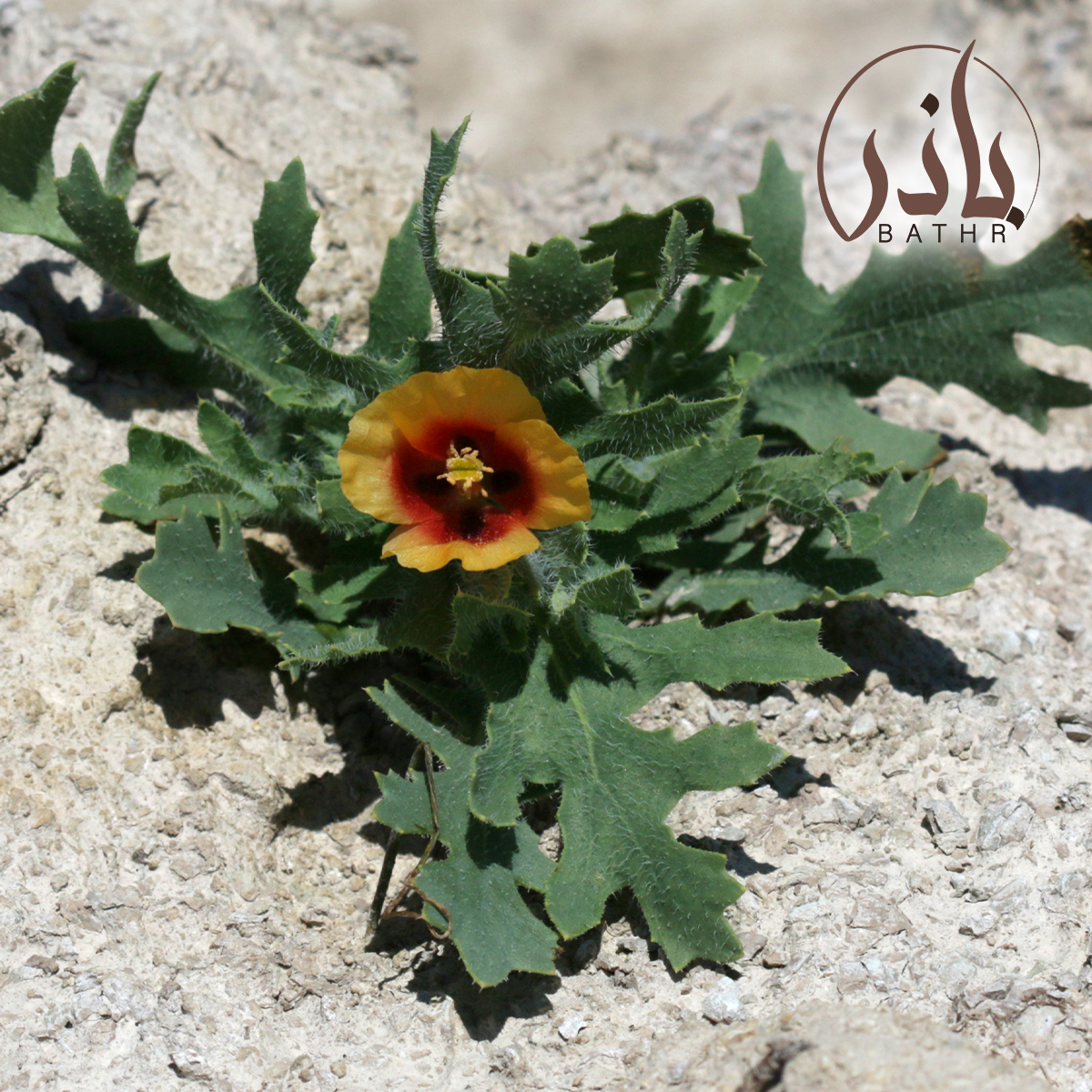 نبات الشقر