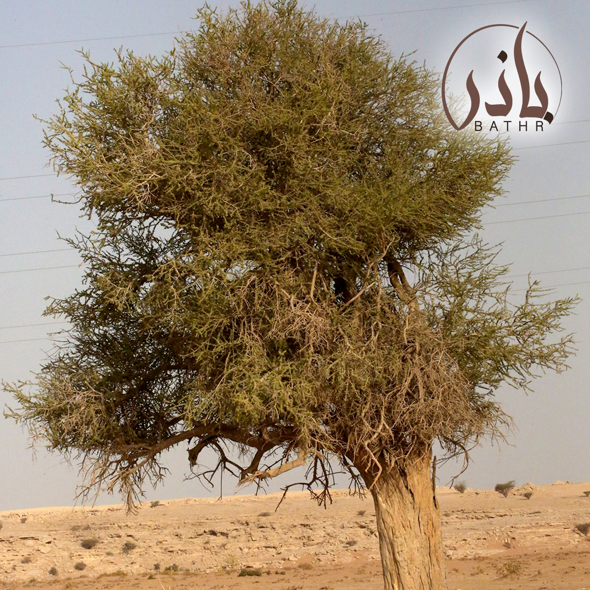 شجرة السرح