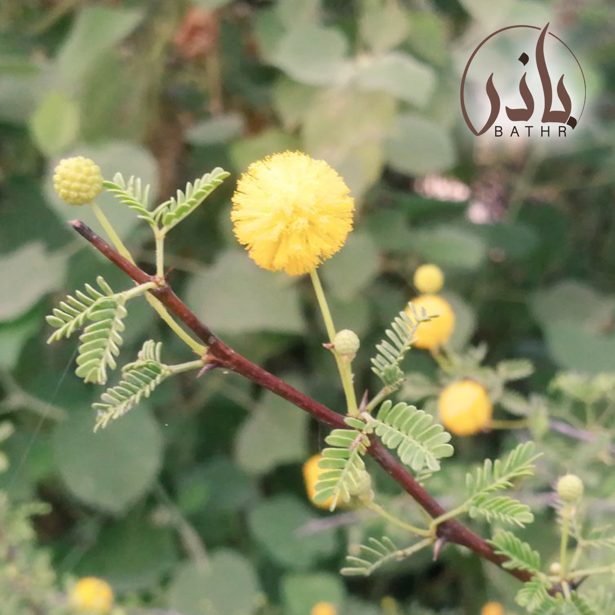 بذور السلم