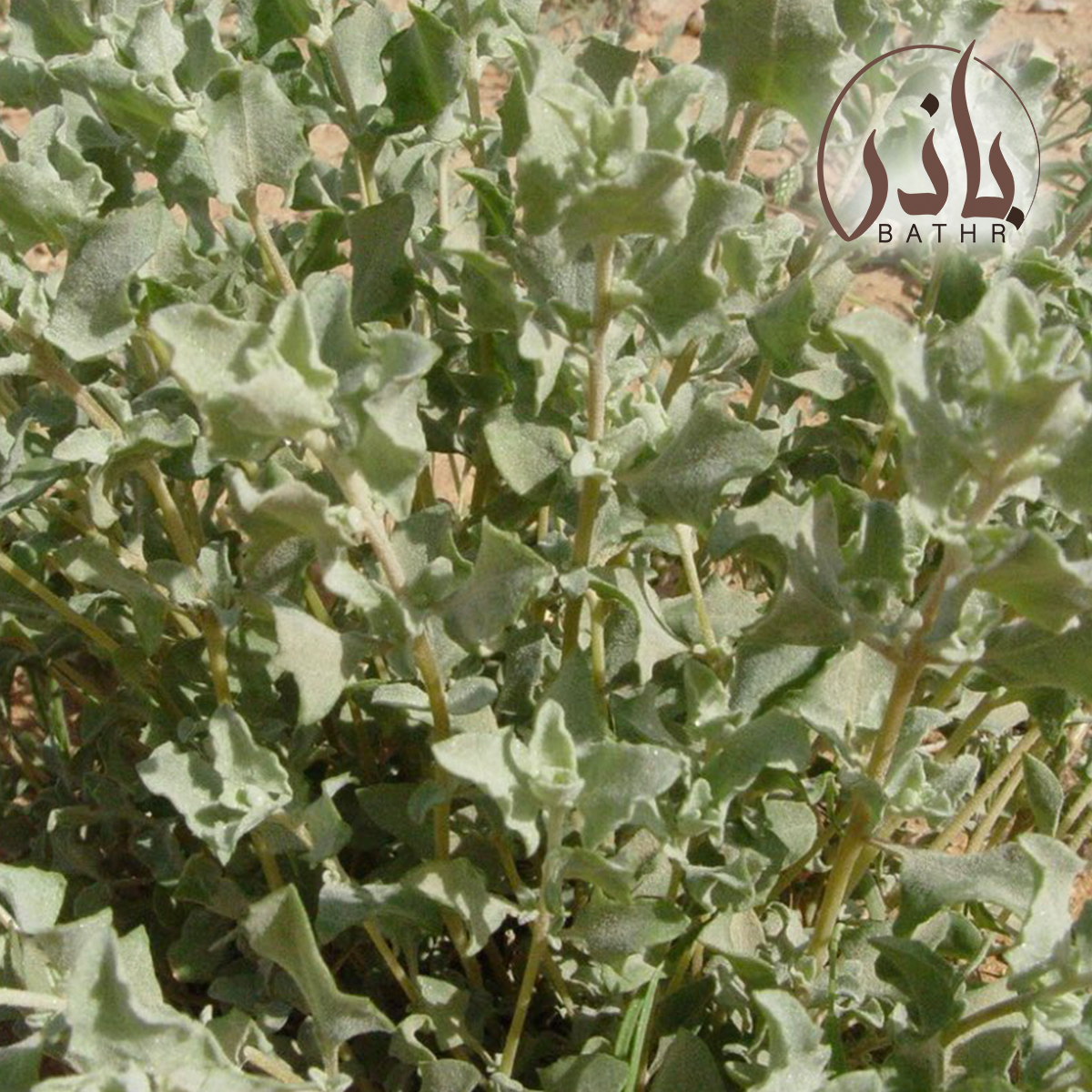 الرغل