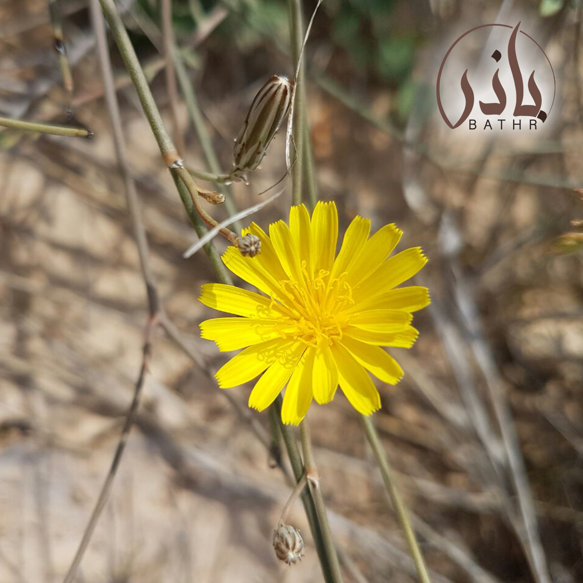 بذور نبات اليعضيد - العضيد