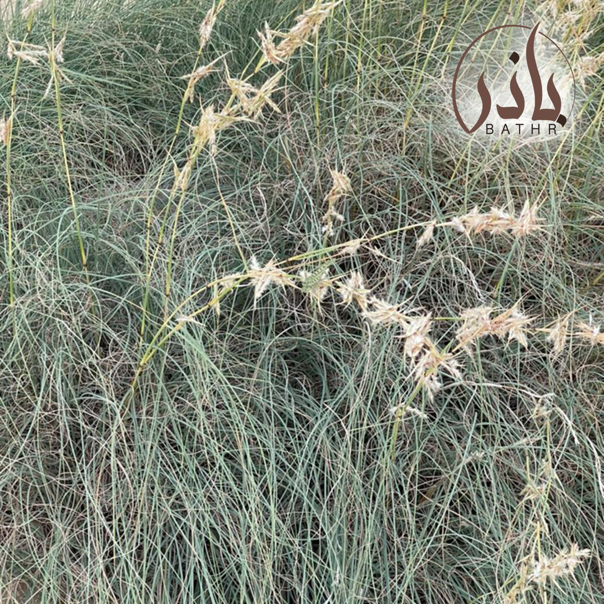 تبن مكة