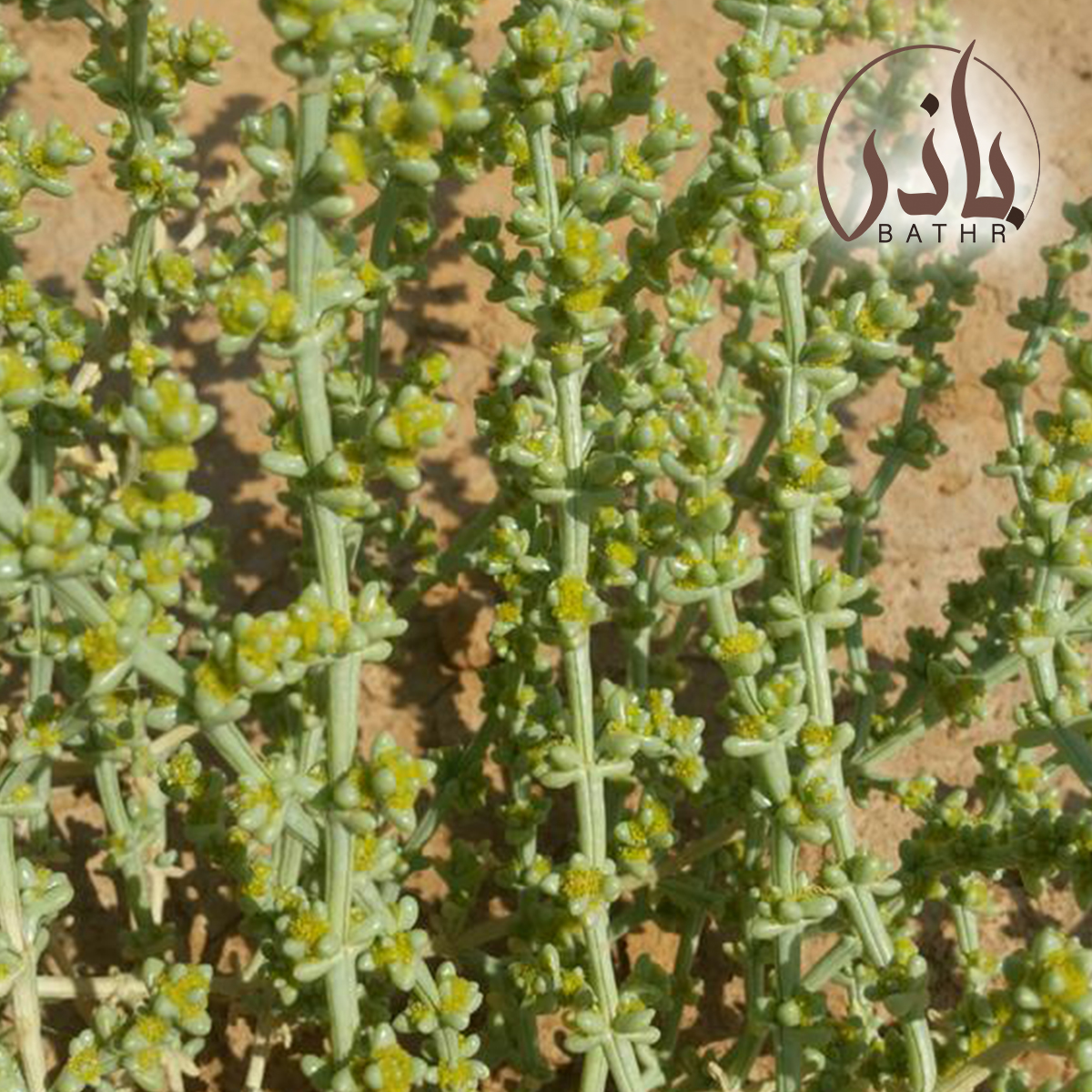 عشبة الشعران