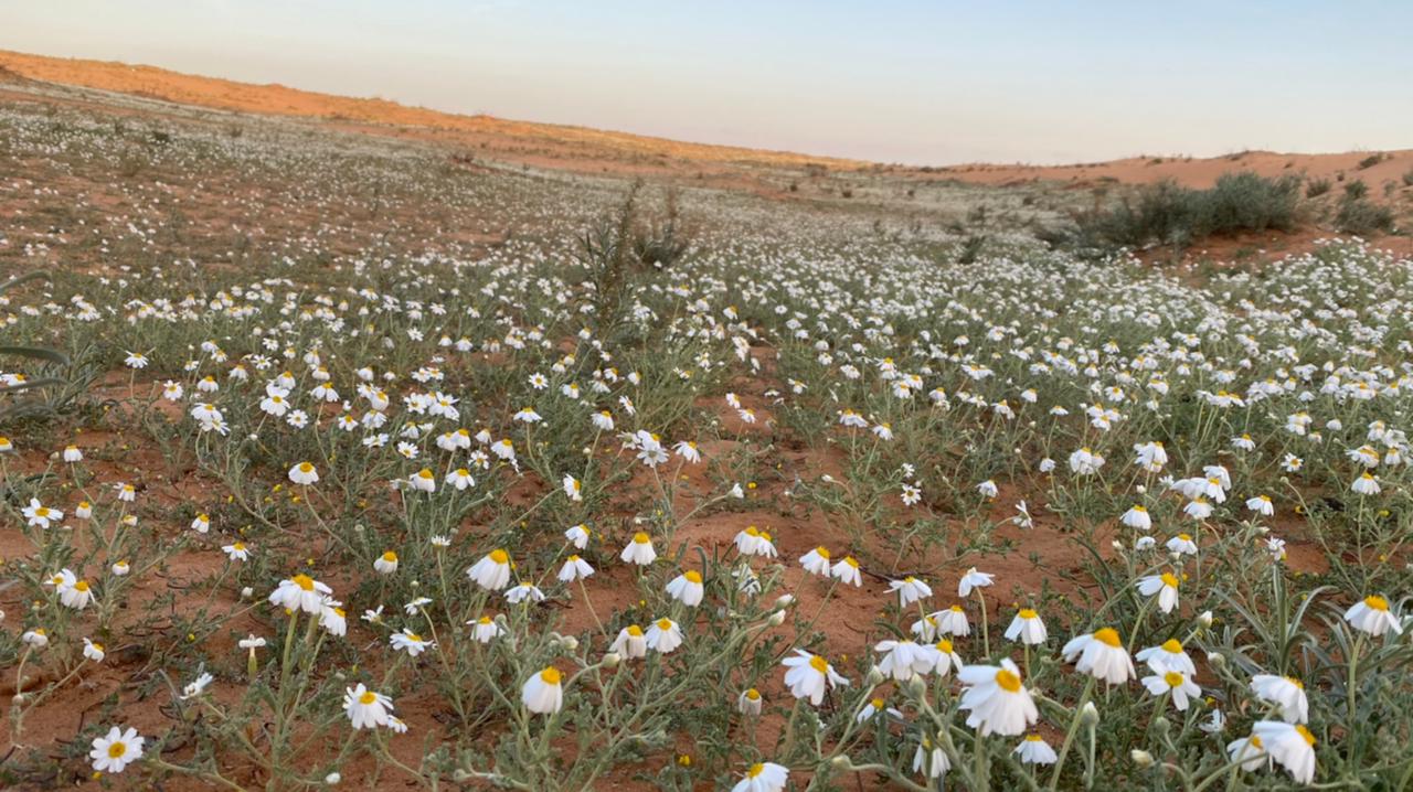 أقحوان بري, القحويان