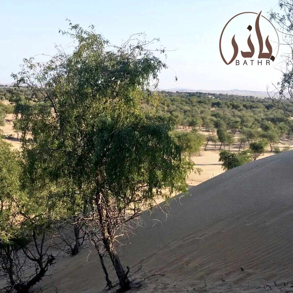 بذور الغاف الخليجي