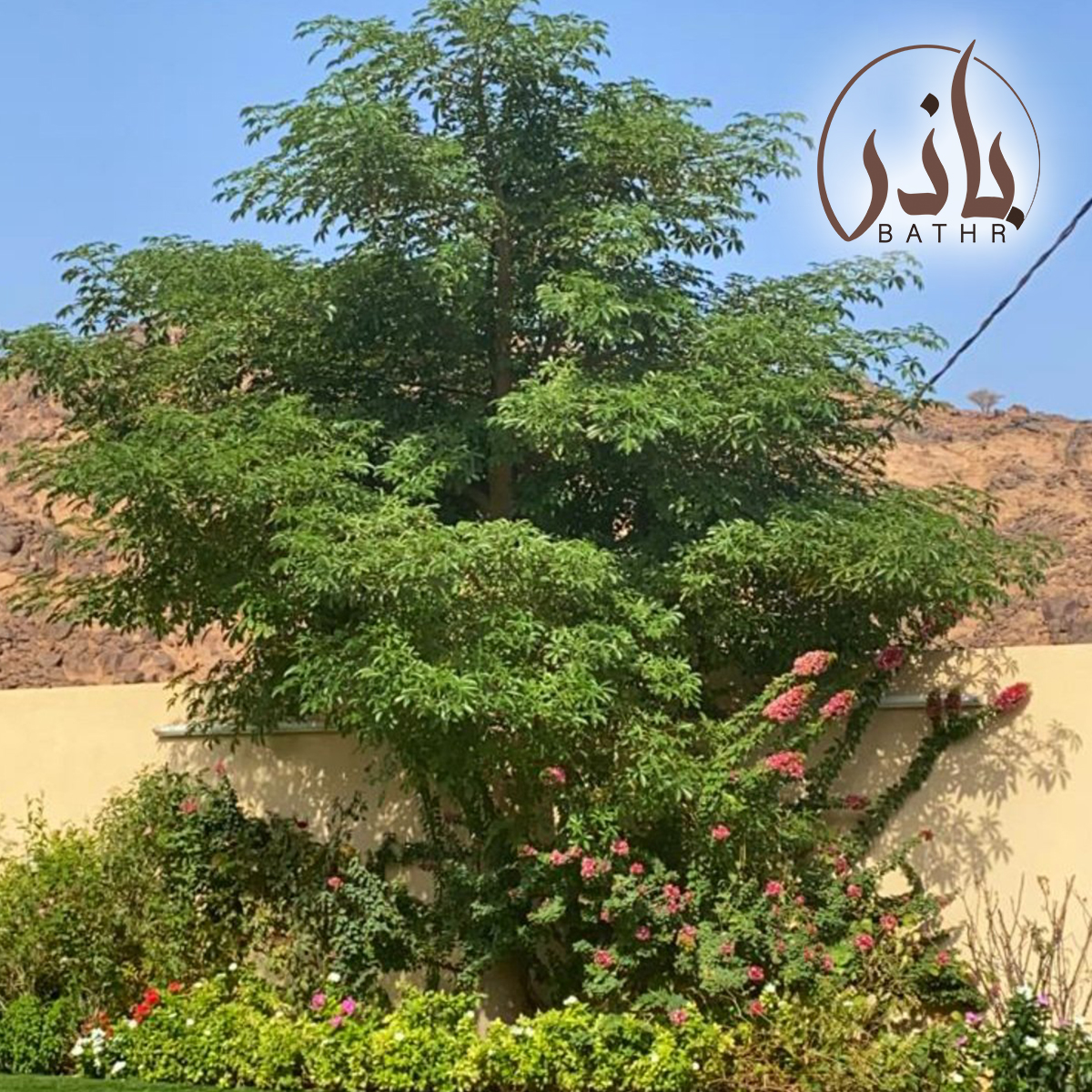 شجرة القارورة