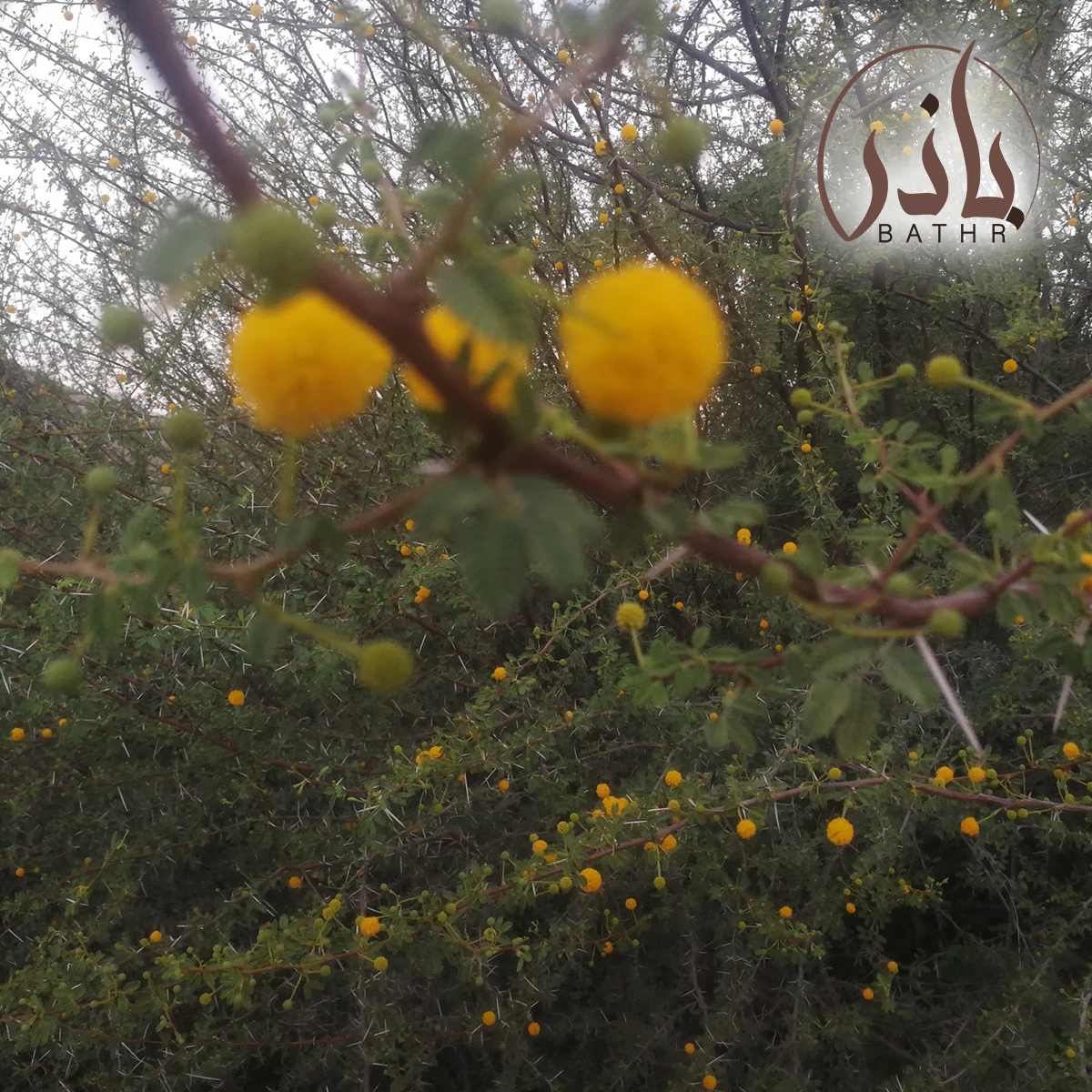 بذور السلم