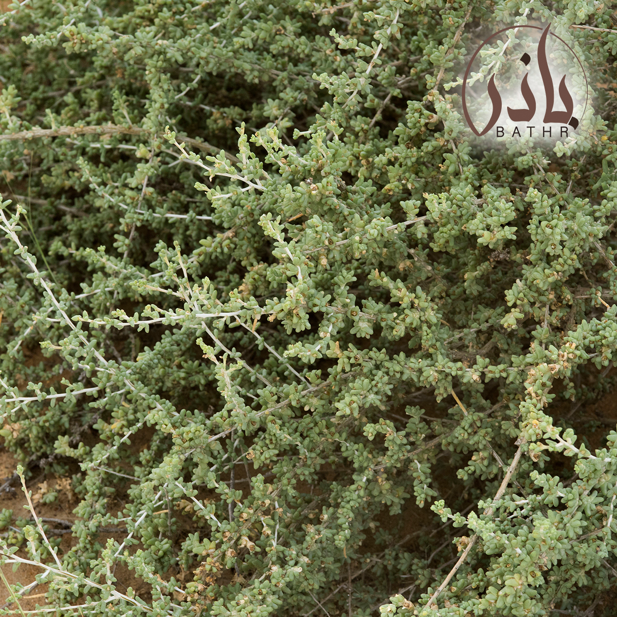 بذور الضمران