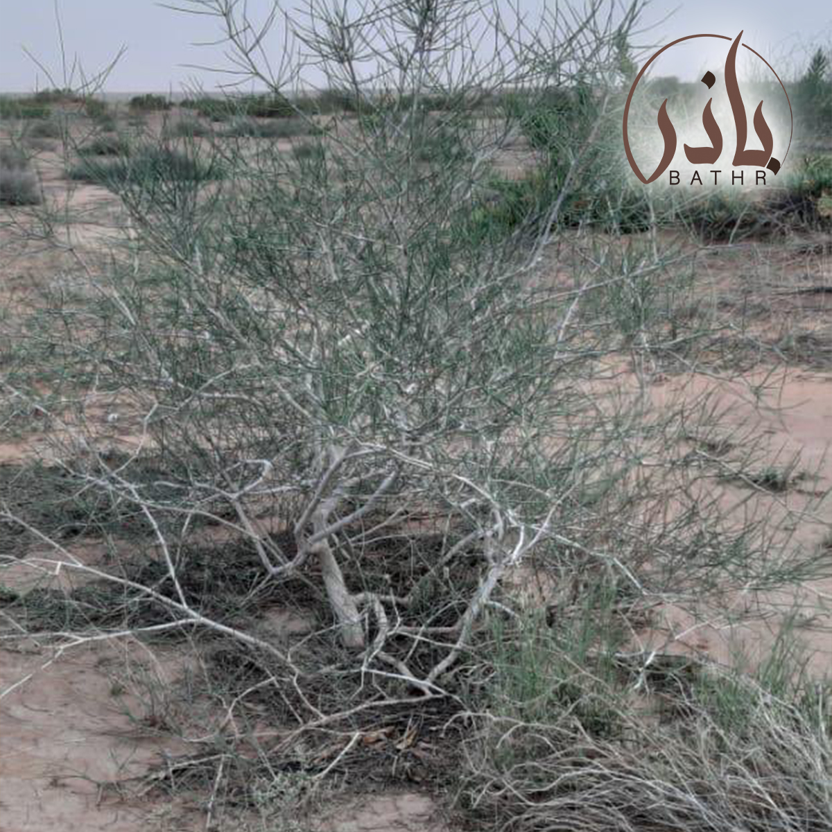 شجرة العبل