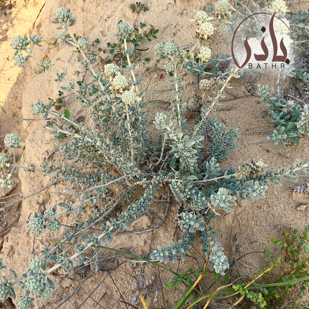 بذور شجرة الجعد