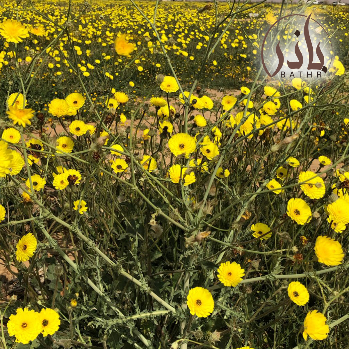 بذور زهرة الحوذان