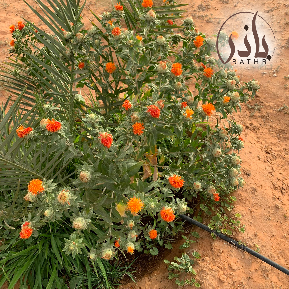بذور العصفر