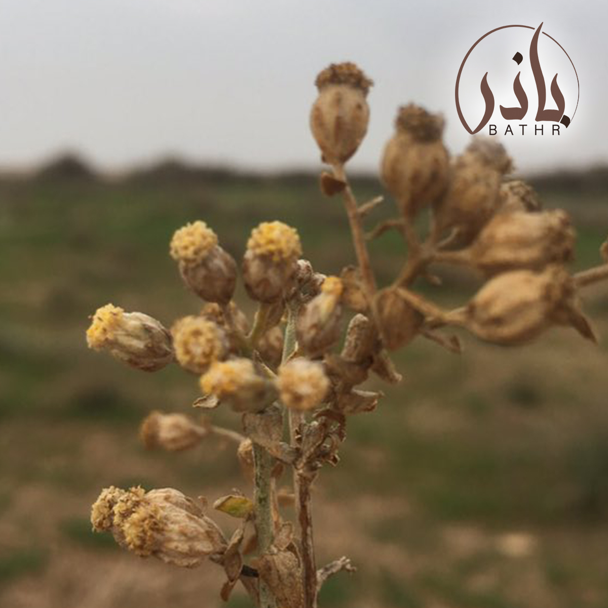 بذور الشيح
