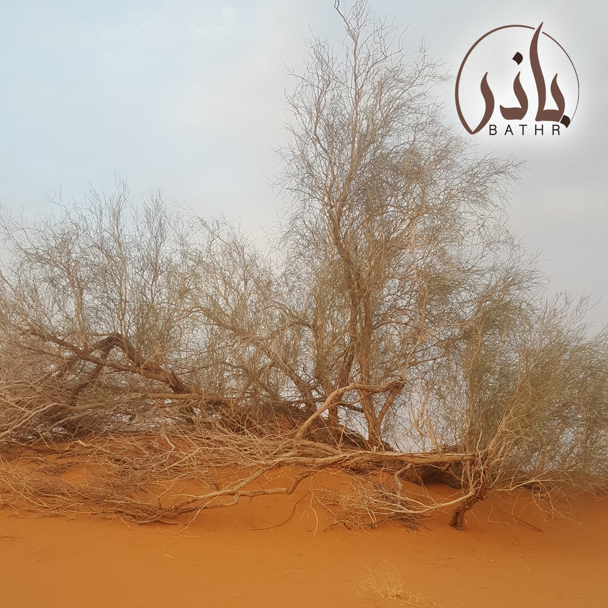 العبلي