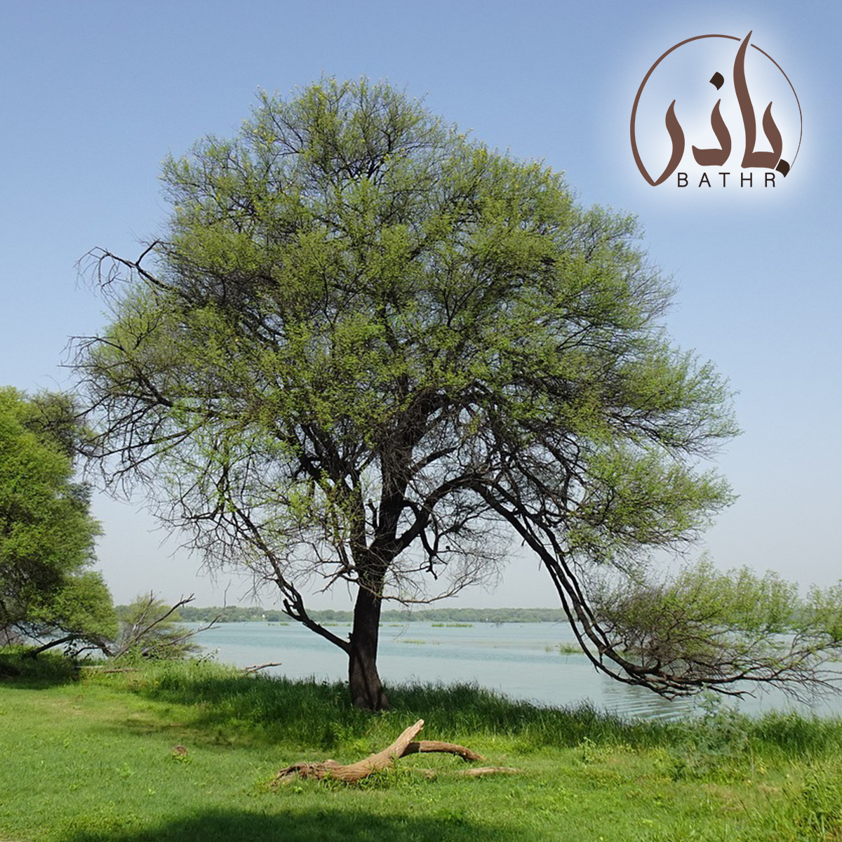 Acacia nilotica