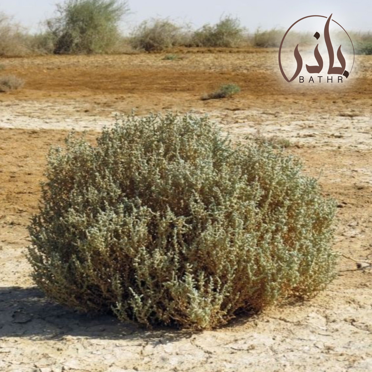 بذور الفرس