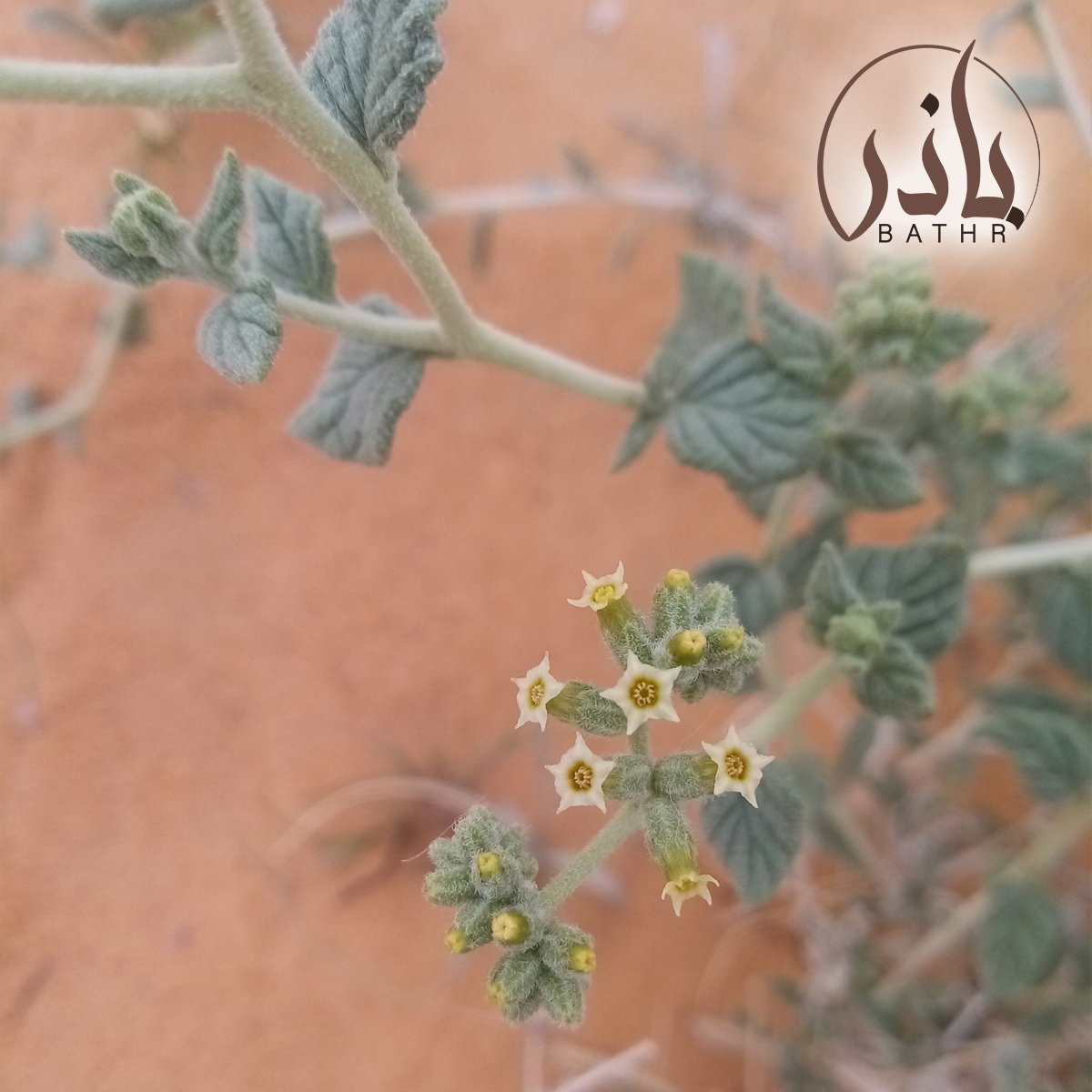 بذور نبات الكري