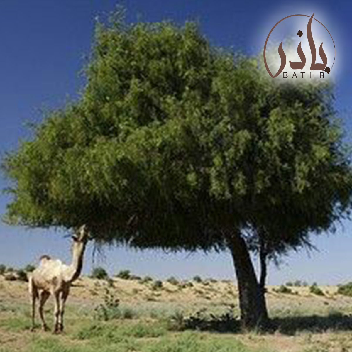بذور الغاف الخليجي