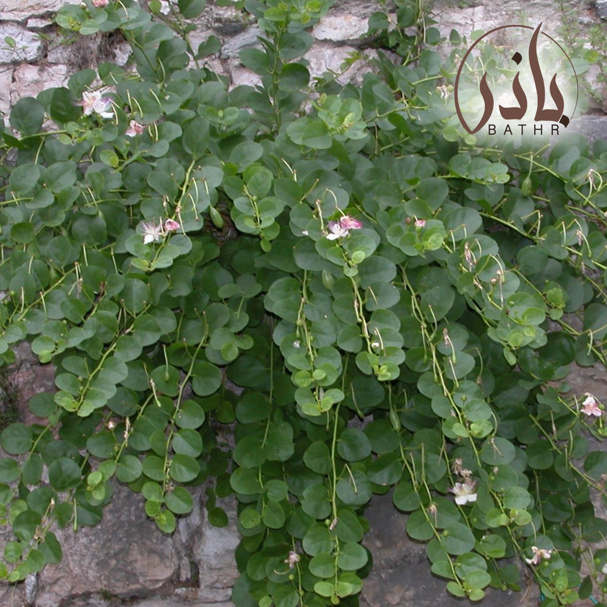 عشبة الشفلح - القبار