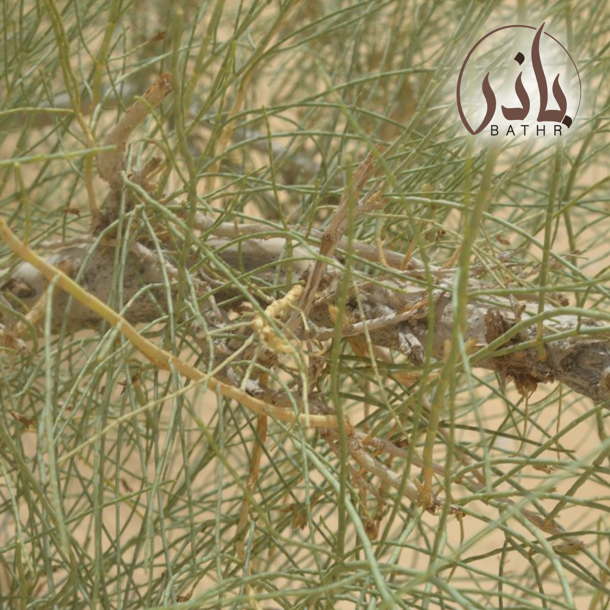 بذور شجرة الغضا