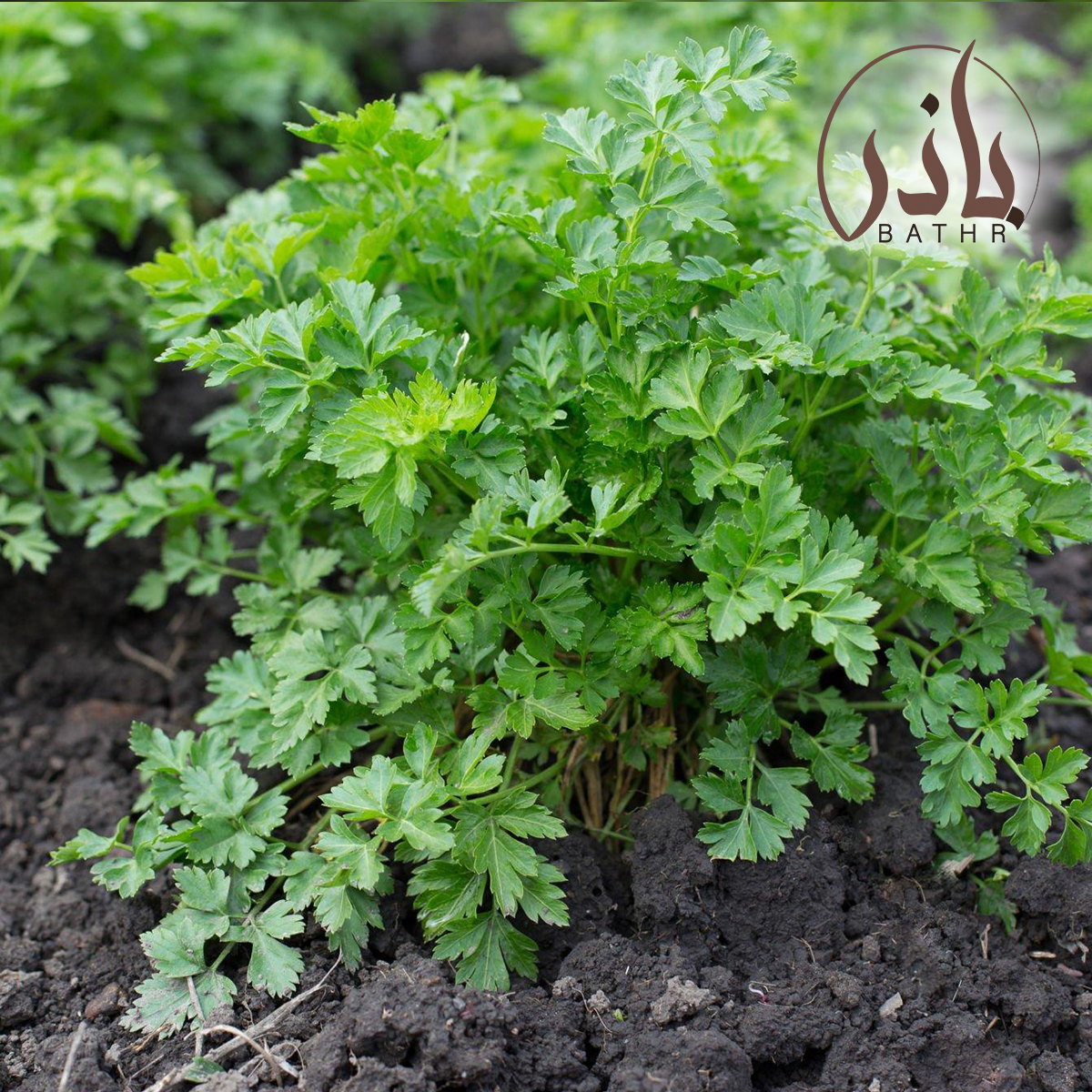 بذور البقدونس