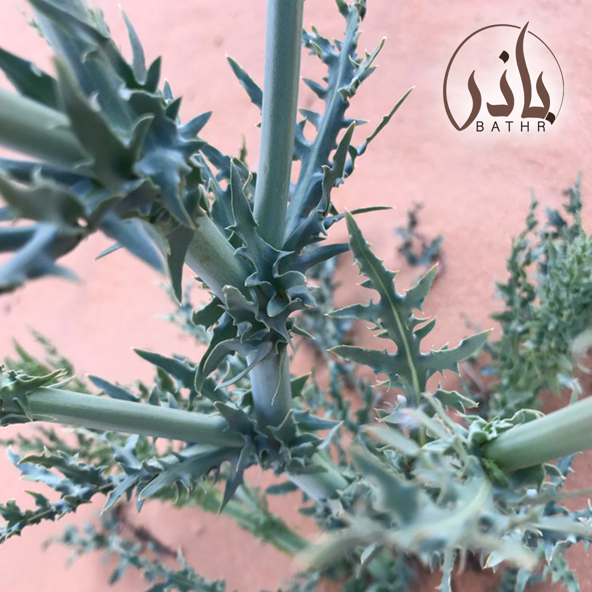 بذور نبات اليعضيد - العضيد