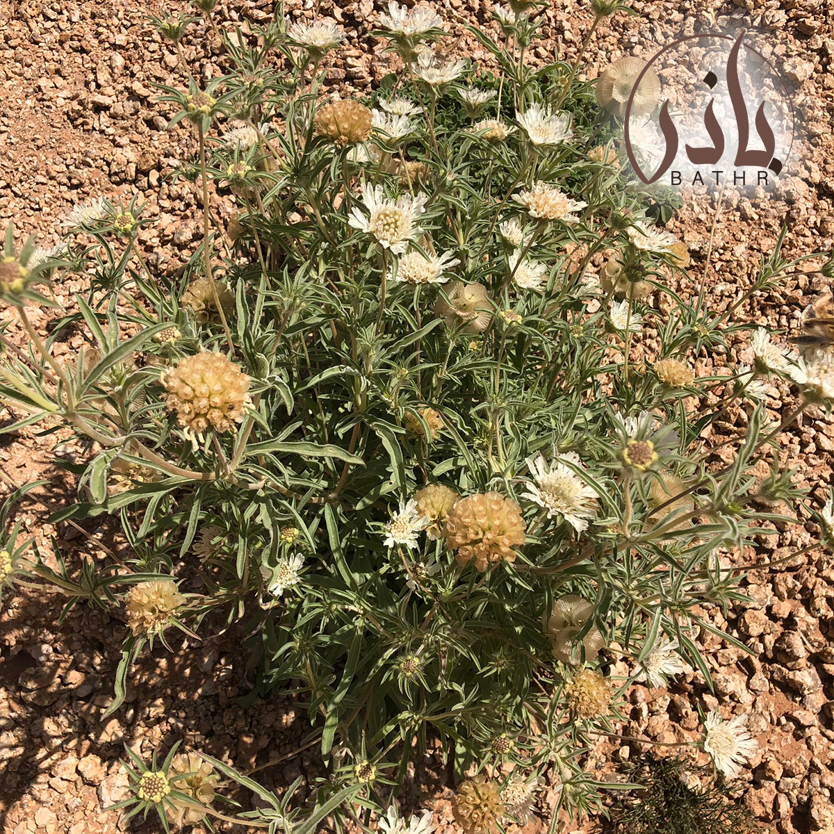 عشبة أم قلاص