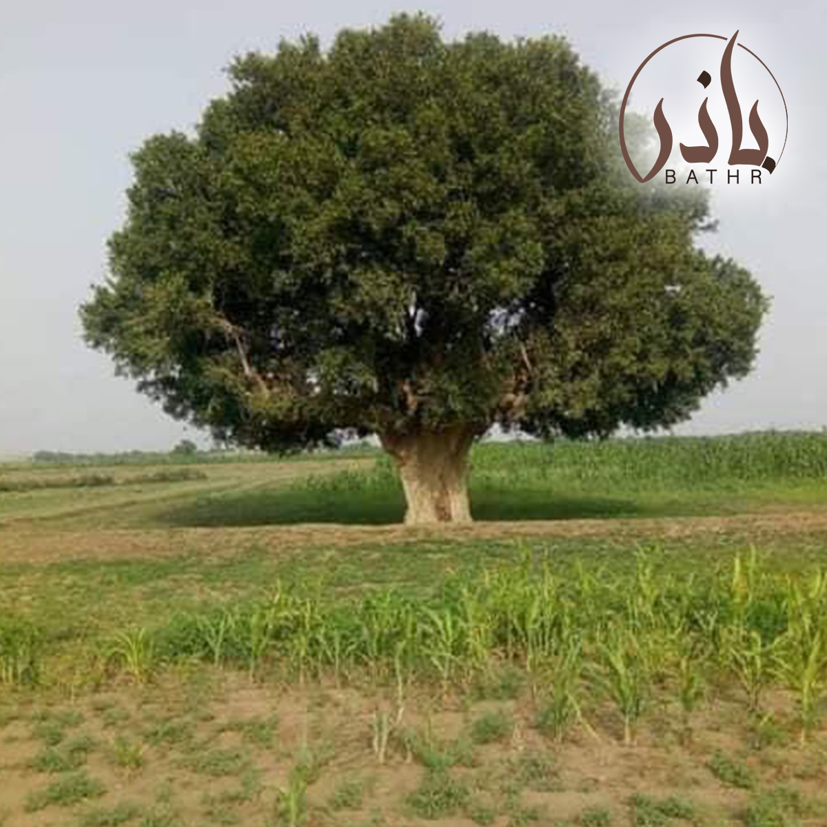 وصف شجرة الضبر