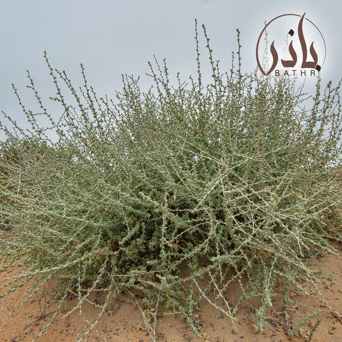 بذور الضمران