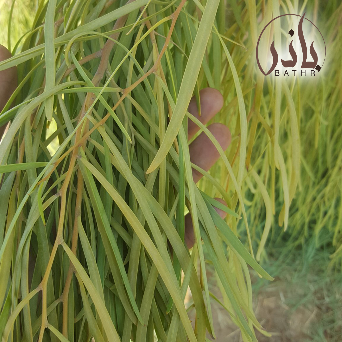 بذور شجرة السنط الملحي