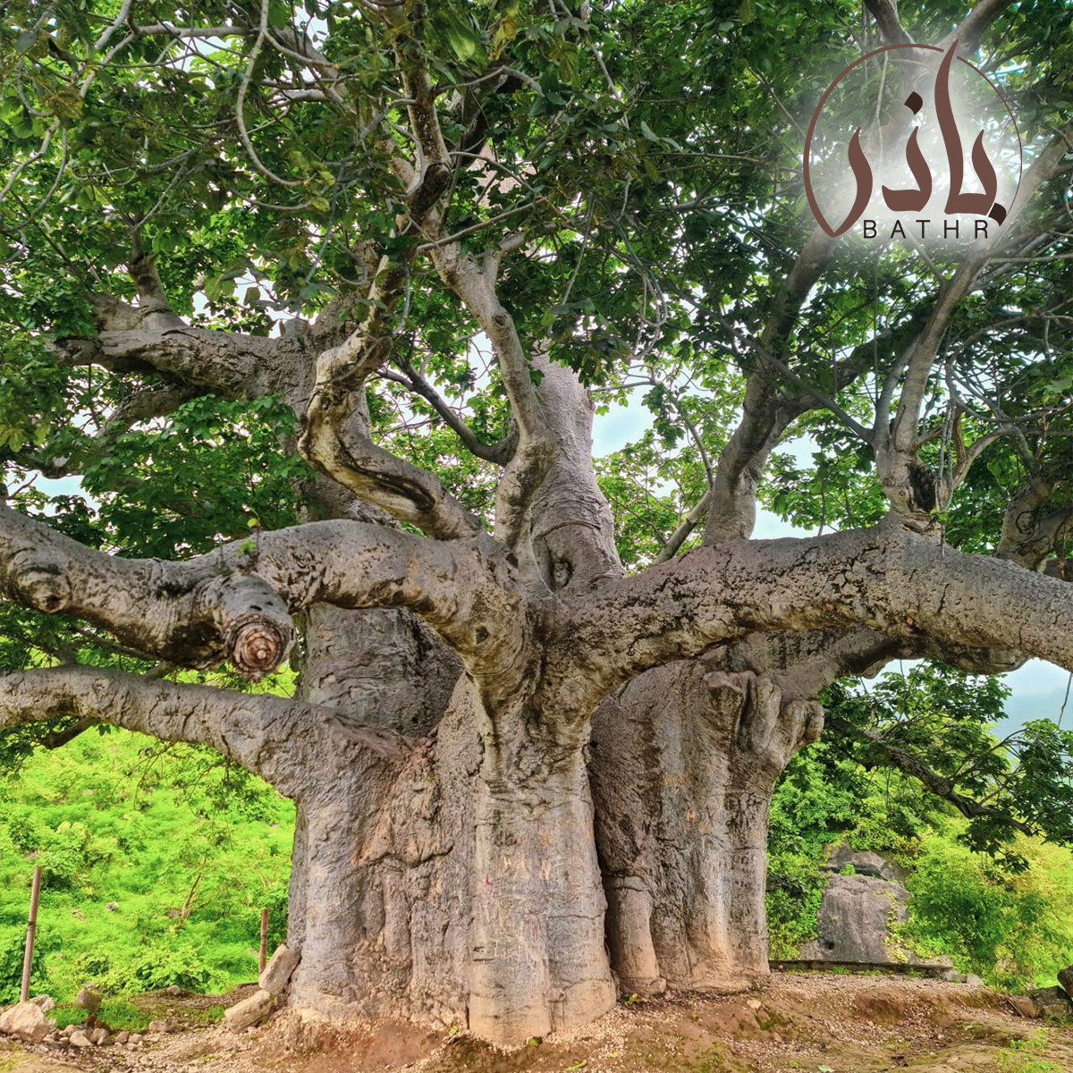 شجرة الحبحبوه