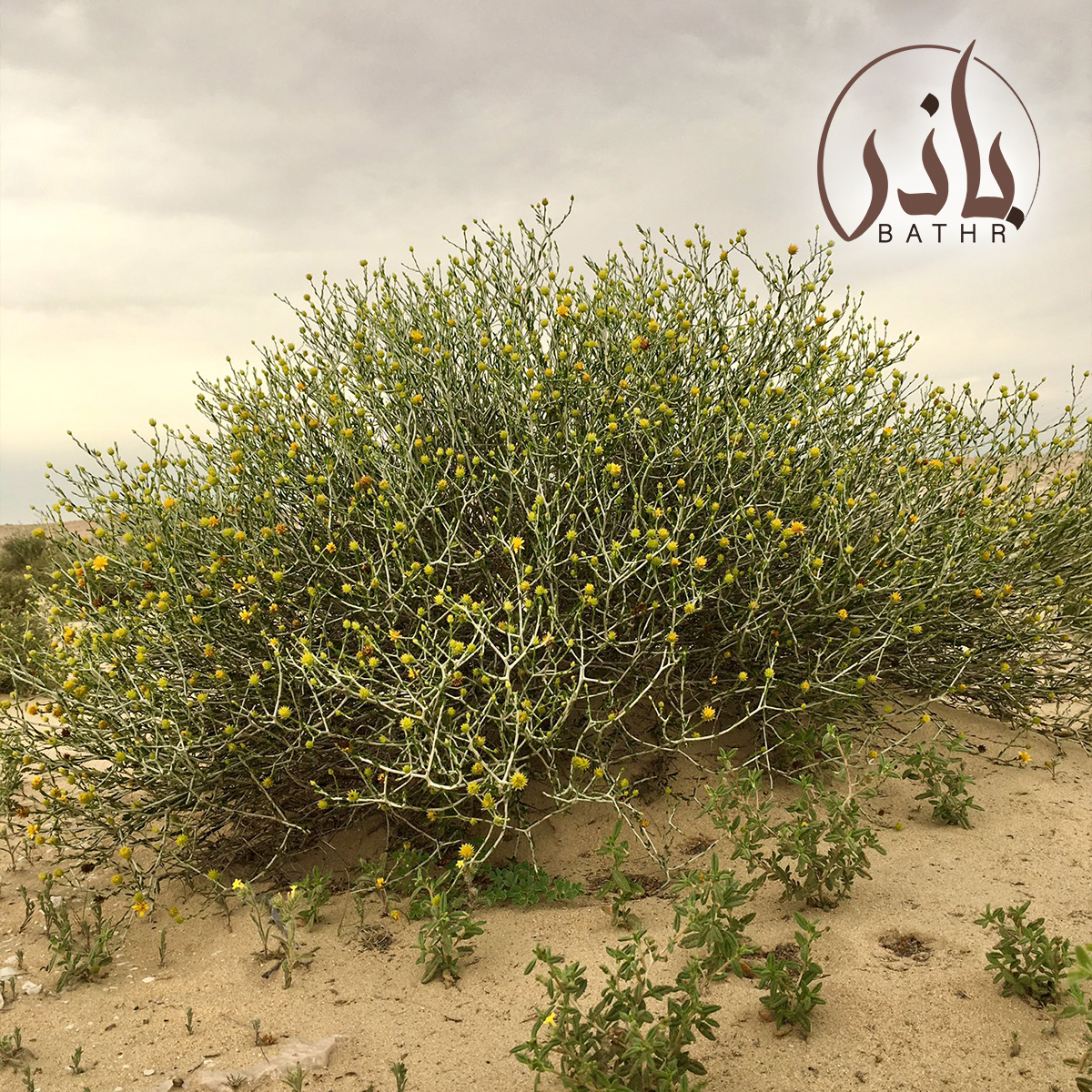 نبات العرفج